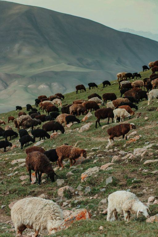 From Kyzart through Kilemche: Starry Song Kul Nights Trail in Kyrgyzstan