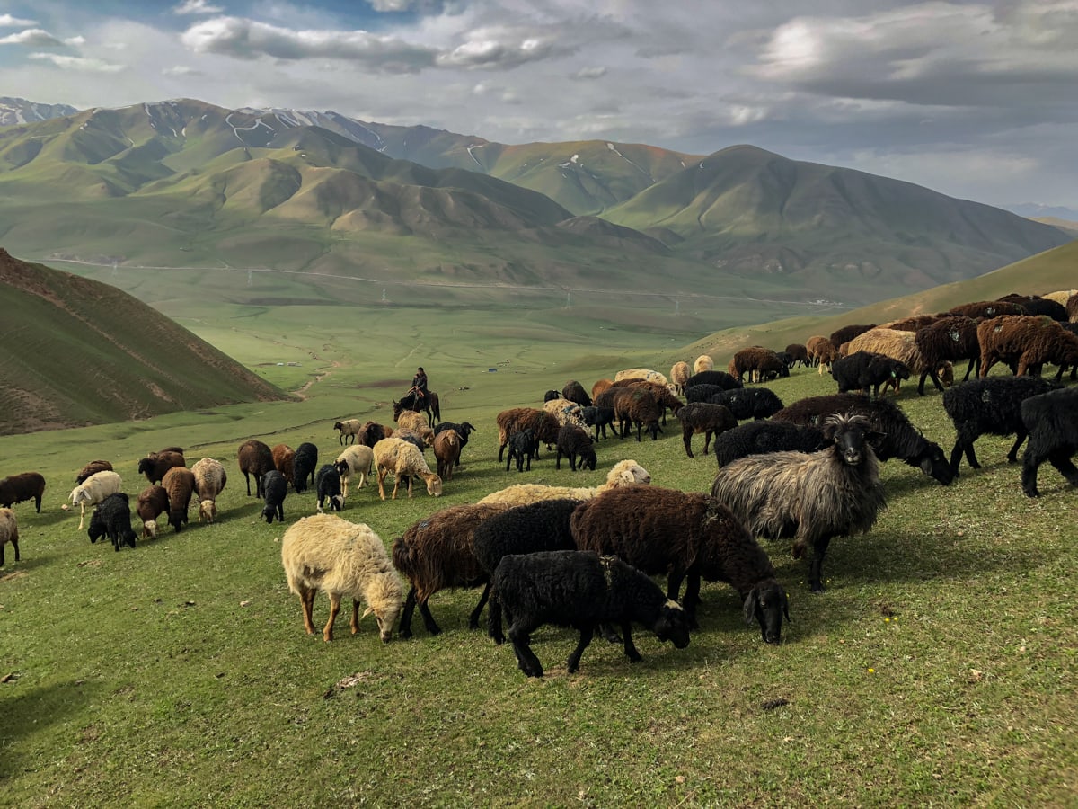 From Kyzart through Kilemche: Starry Song Kul Nights Trail in Kyrgyzstan