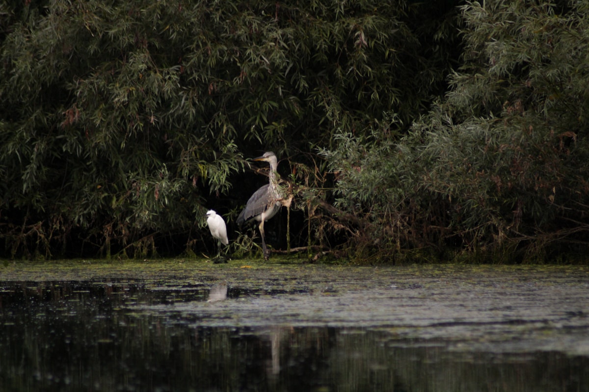 10 Things to Do in the Danube Delta, Romania - Europe's Best-Kept Secret birdwatching