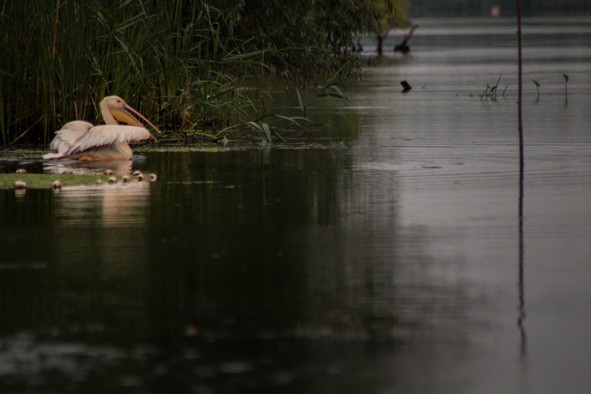 10 Things to Do in the Danube Delta, Romania - Europe's Best-Kept Secret birdwatching pelican