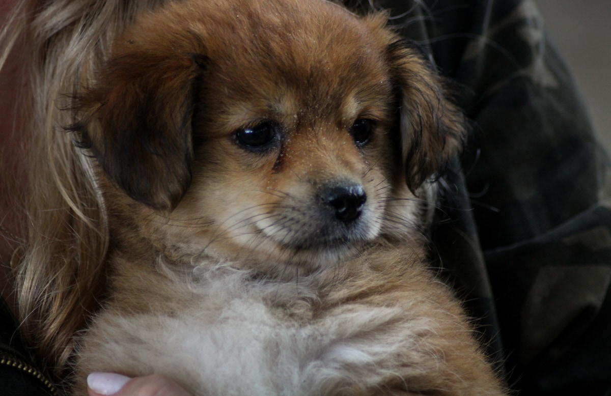 20 Things to Do in the Danube Delta, Romania - Europe's Best-Kept Secret - Dog in Letea Village near Letea Forest... Cutest dog in the world