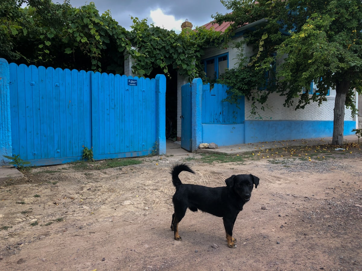 10 Things to Do in the Danube Delta, Romania - Europe's Best-Kept Secret dog