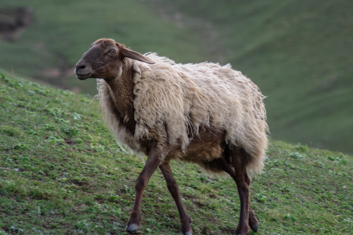 From Kyzart through Kilemche: Starry Song Kul Nights Trail in Kyrgyzstan 