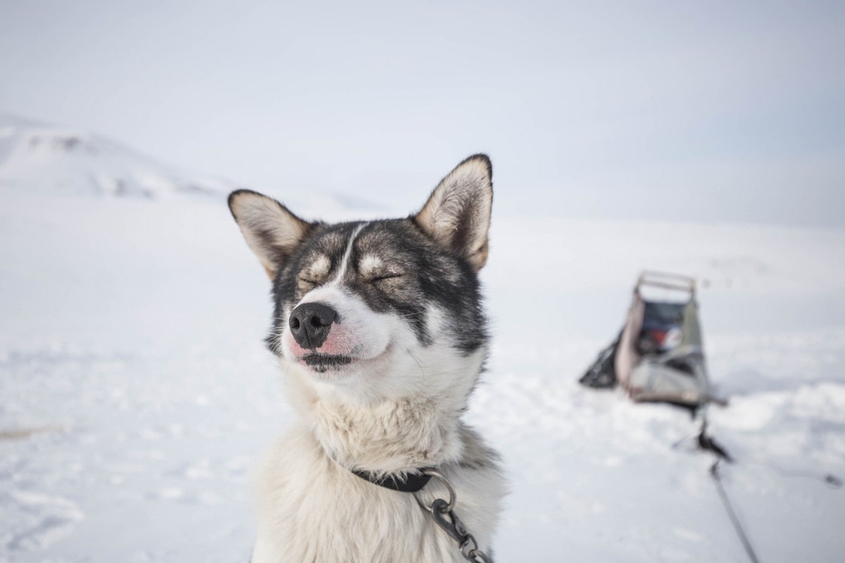 Adventfjorden, Glaciers, and Polar Bears - The Best Things About Svalbard