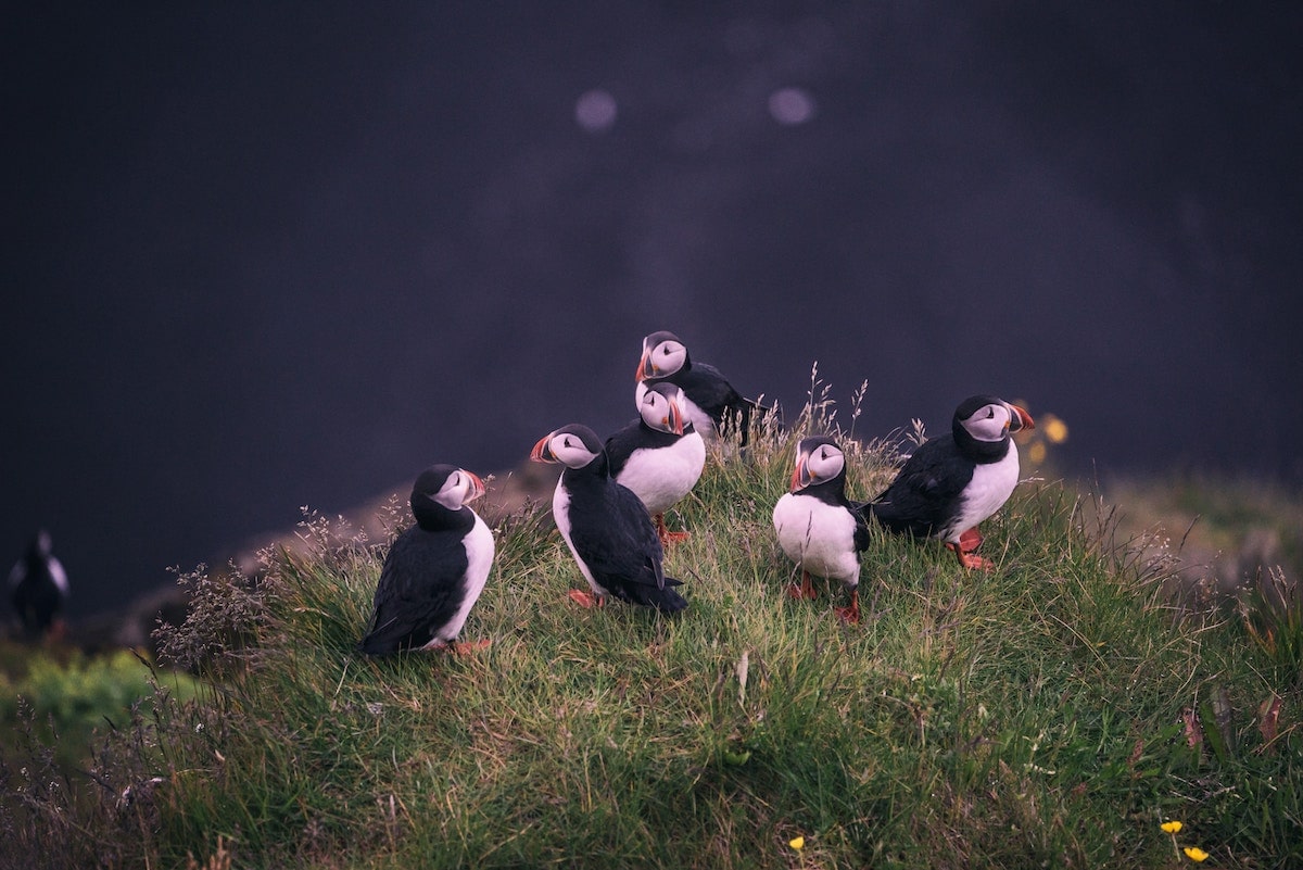 puffins faroe islands tours to mykines