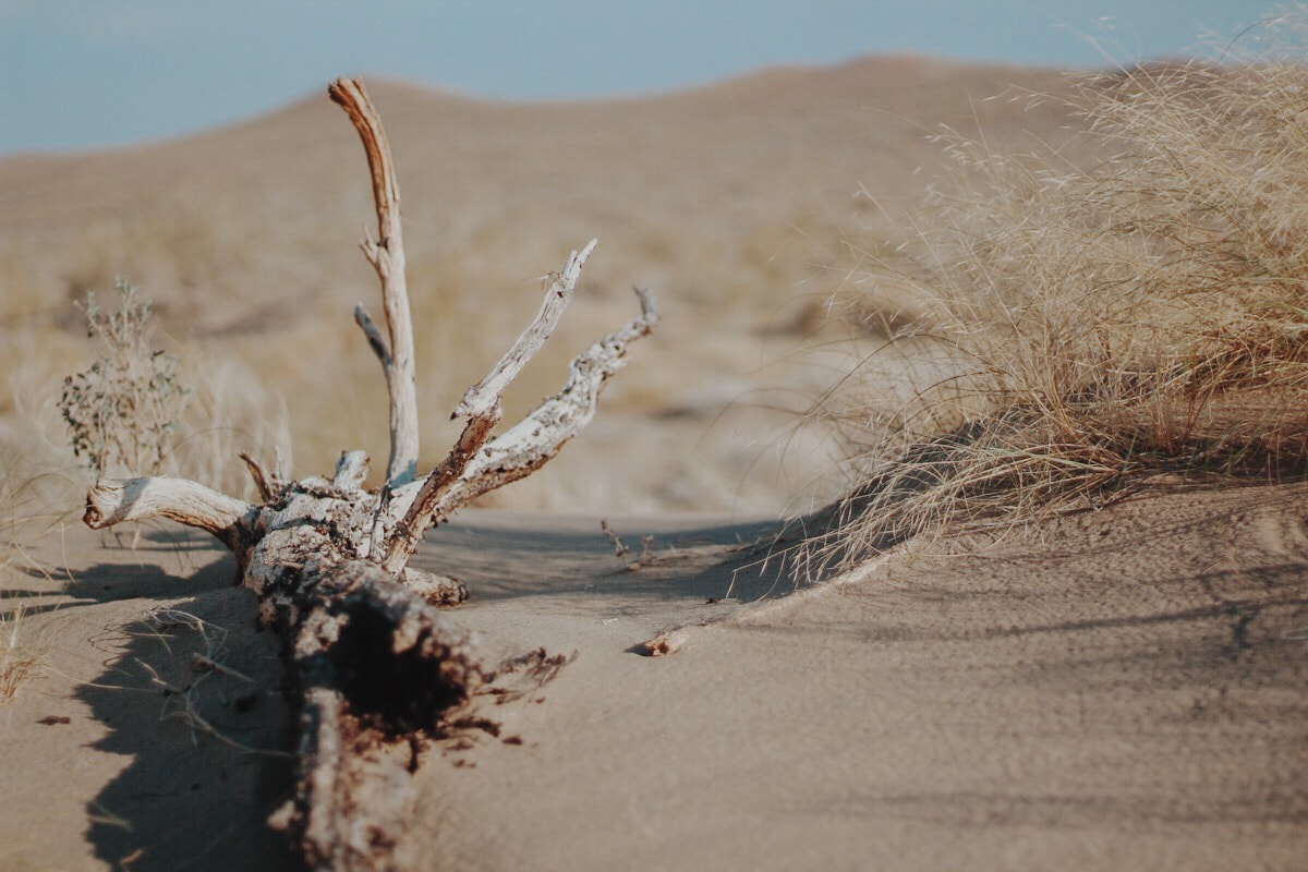 Singing Dunes Altyn Emel National Park Kazakhstan dead tree