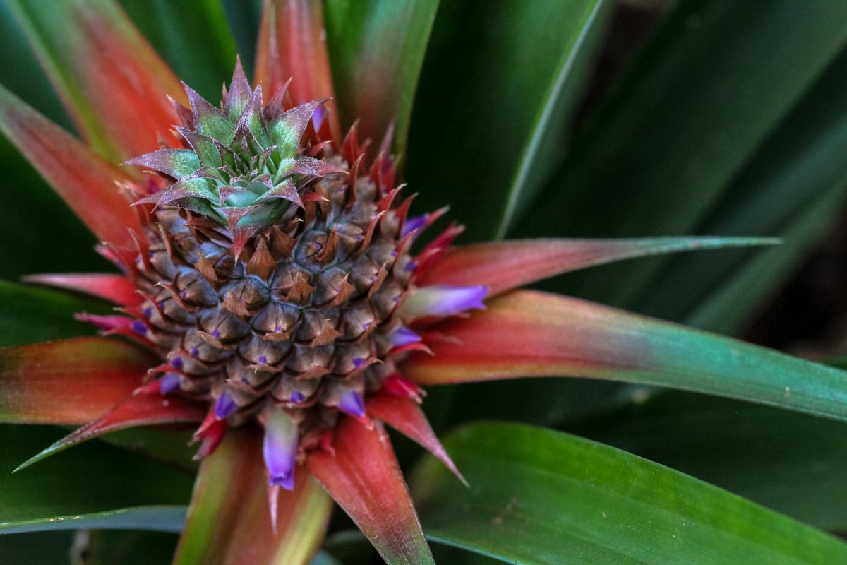 a arruda pinapple plantation on sao miguel azores