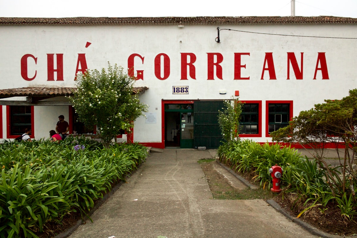 cha gorreana tea plantation in the azores