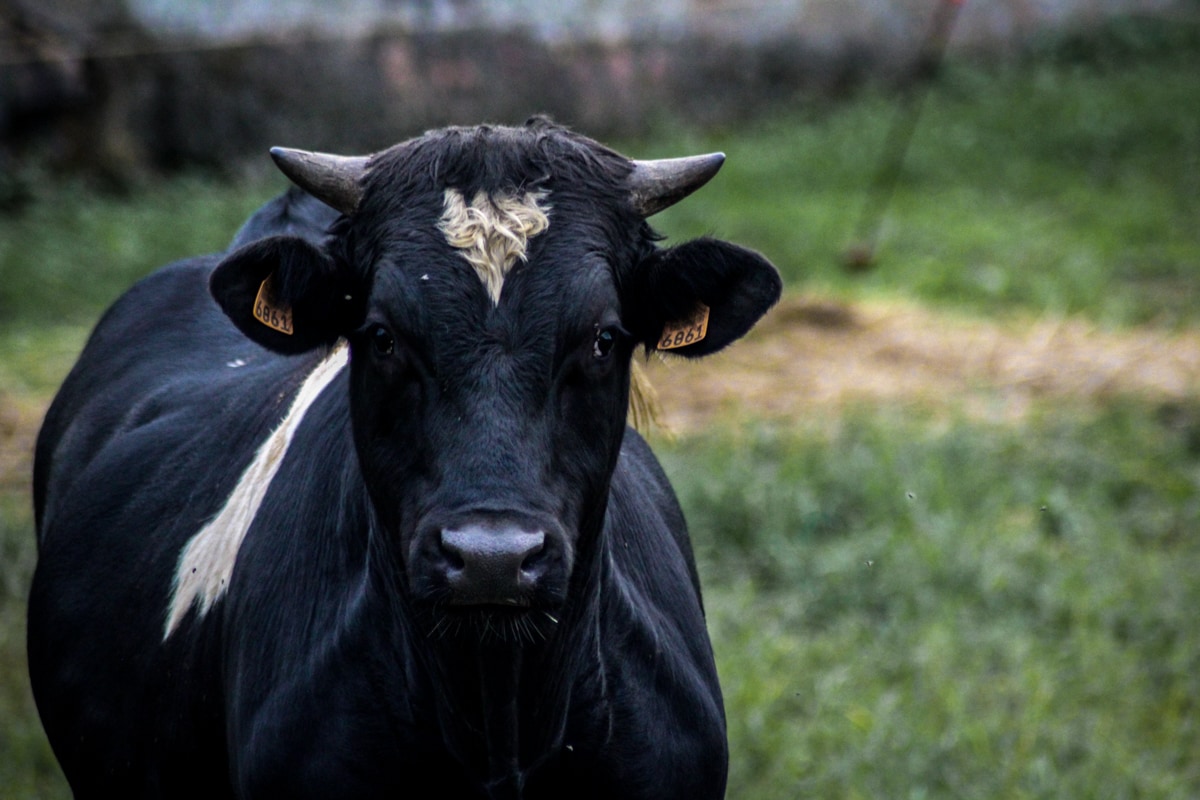 cow in the azores