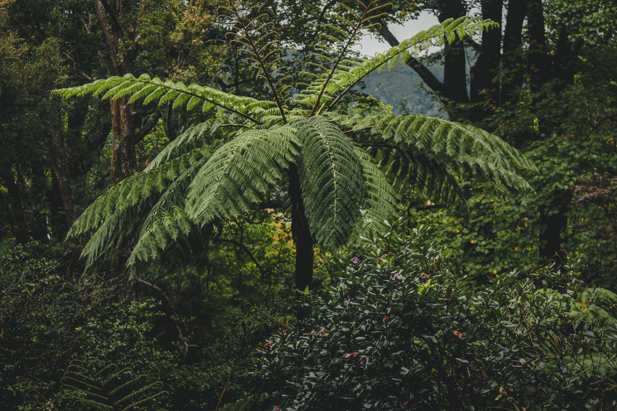 jurassic fern in azores