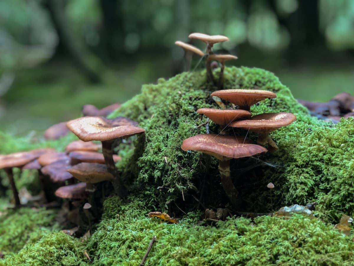 mushrooms growing in forest in sligo ireland