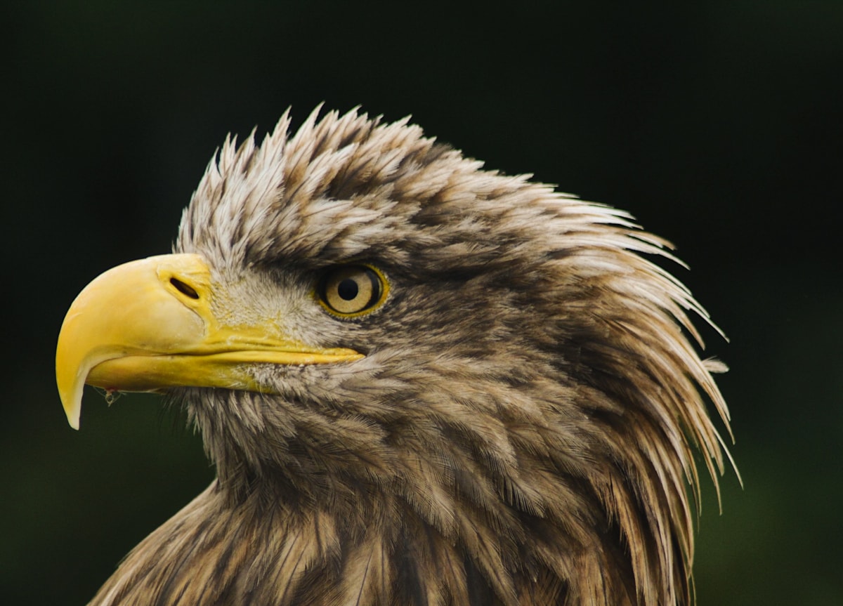 eagles flying sea eagle in sligo ireland