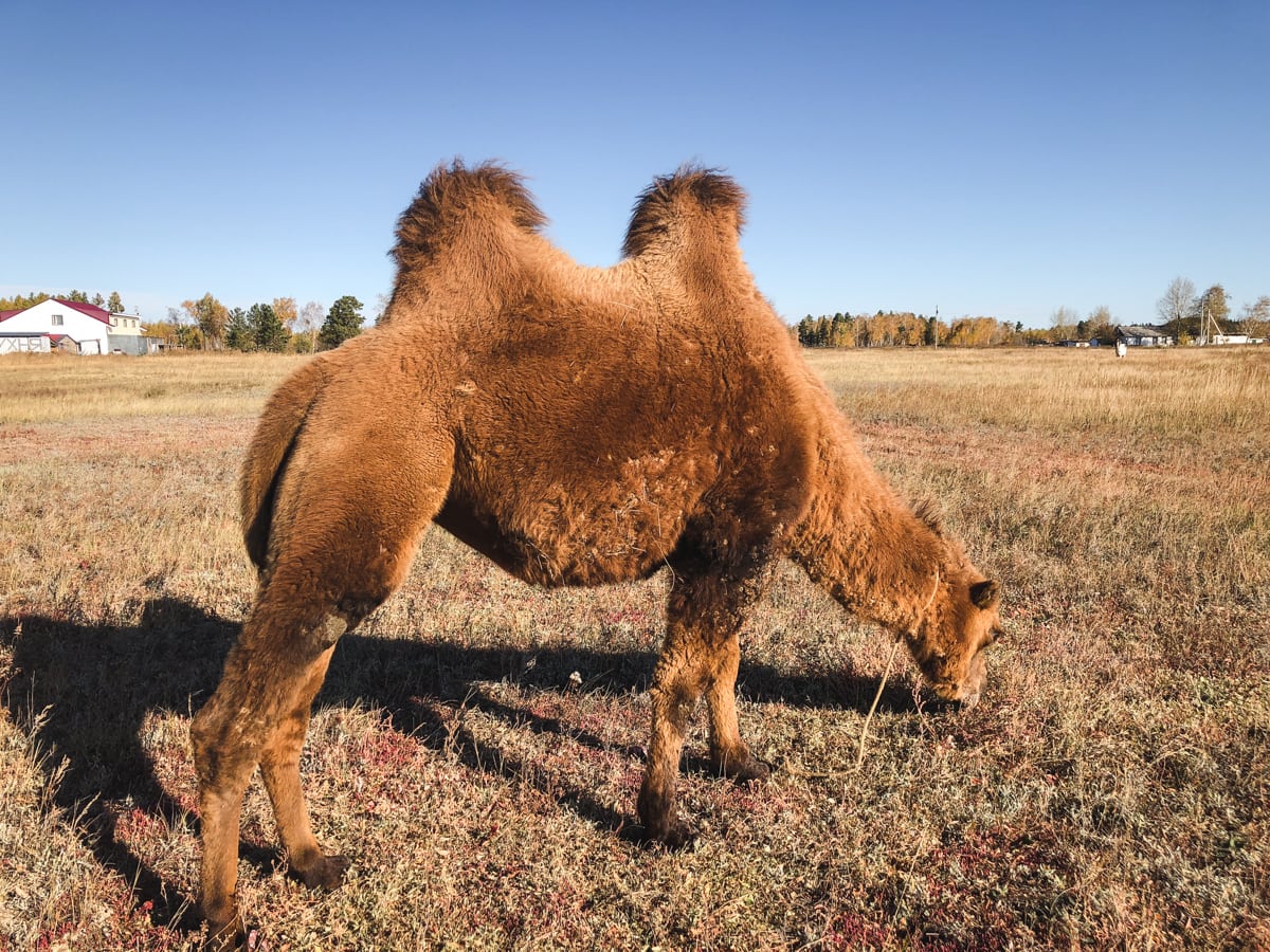 Burabay National Park - Borovoe and Chebache Lakes in Kazakhstan-13 camel in kazakhstan