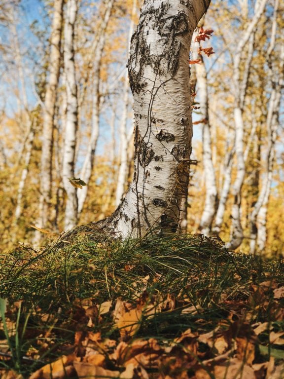 grove of dancing birch trees in borovoe kazakhstan