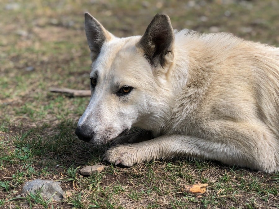 dogs at kaindy lake