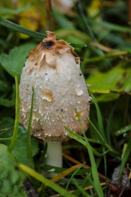 mushroom in kazakhstan
