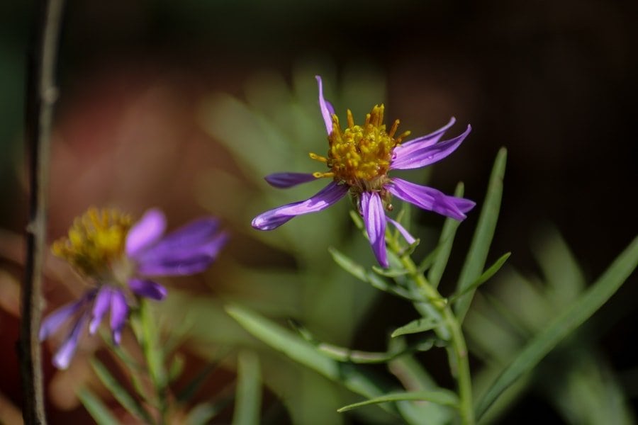 Lake Kaindy and Kolsai Lakes in Kazakhstan flower