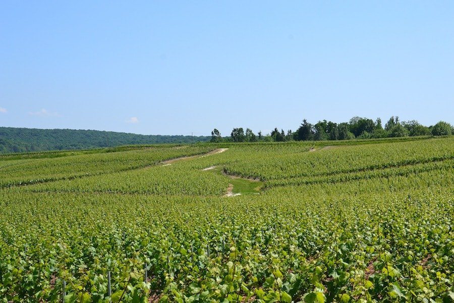 champagne countryside in france