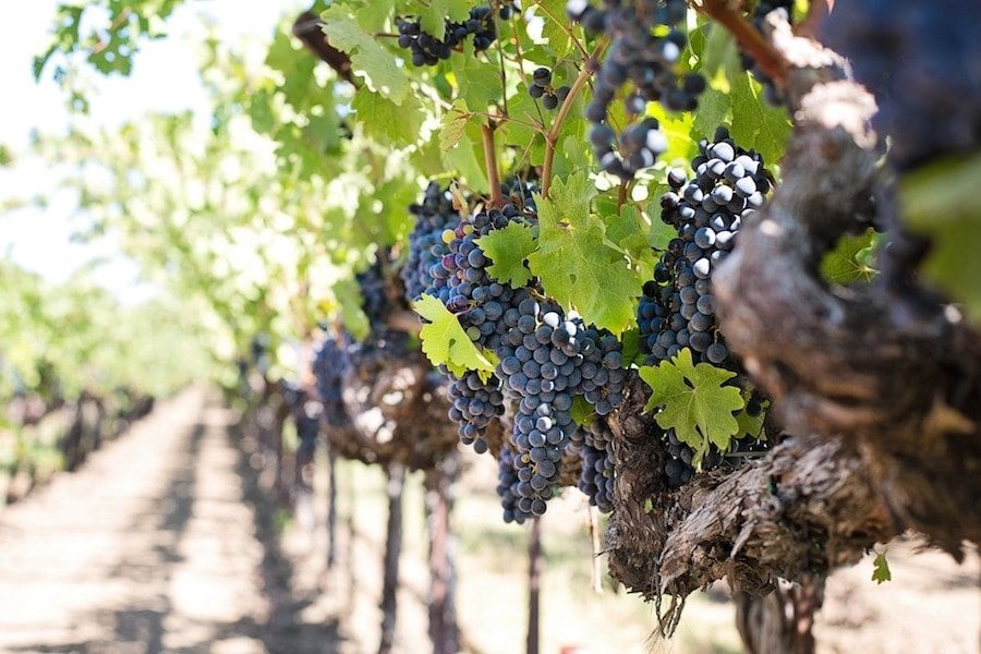 champagne grapes on a champagne tour