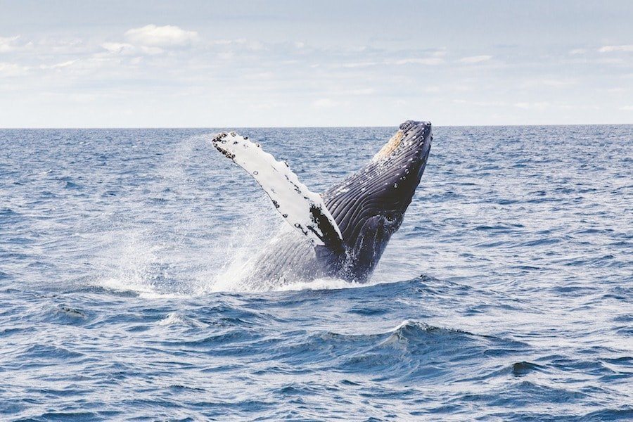 BEST WHALE WATCHING TOURS IN THE AZORES