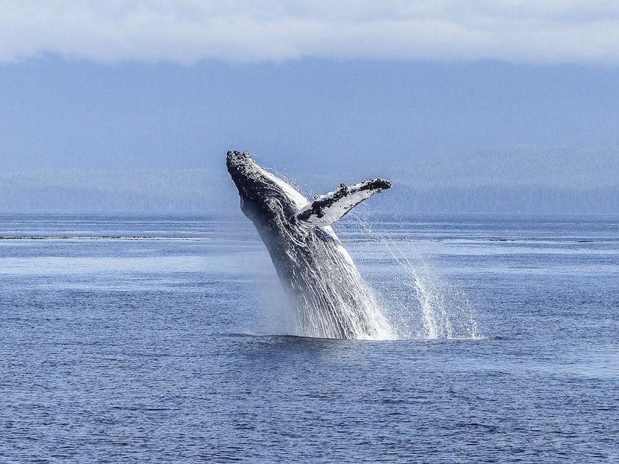 Azores Whale Watching Tours (Ethical Sao Miguel Tour Options)