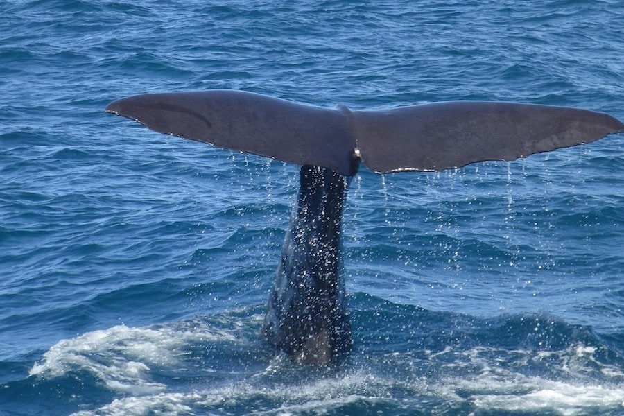 AZORES WHALE WATCHING TOURS