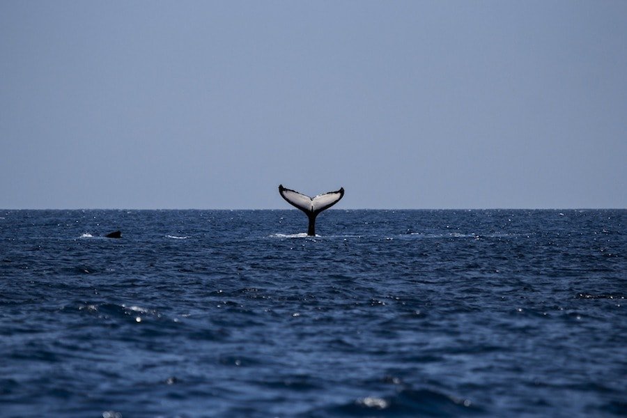 BEST WHALE WATCHING TOURS IN THE AZORES