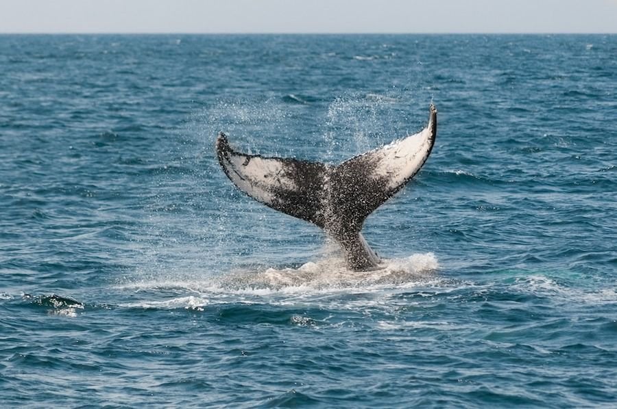 azores whale watching
