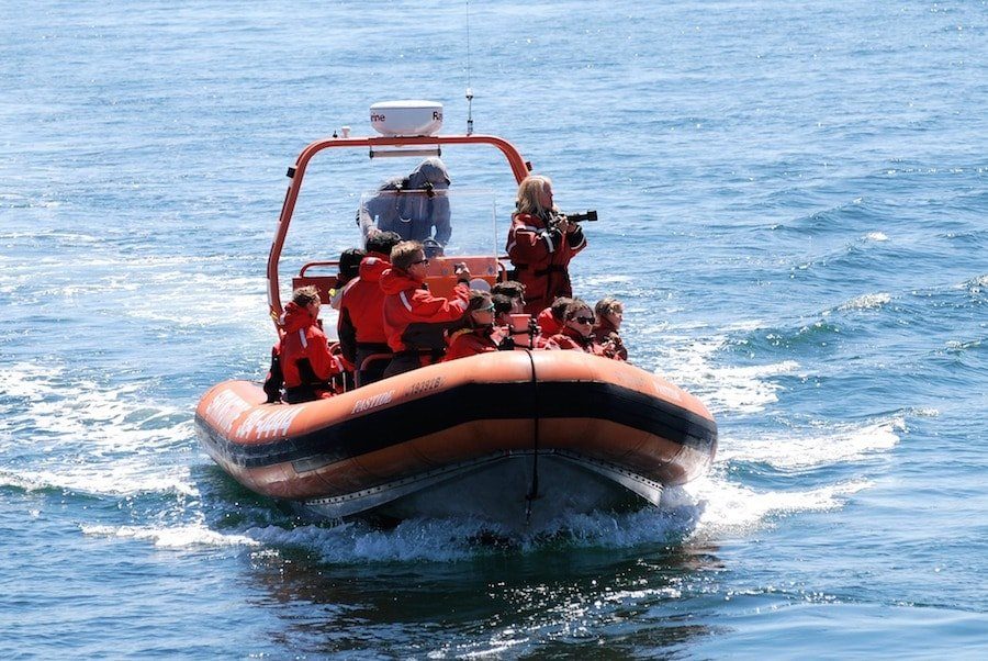 BEST WHALE WATCHING TOURS IN THE AZORES