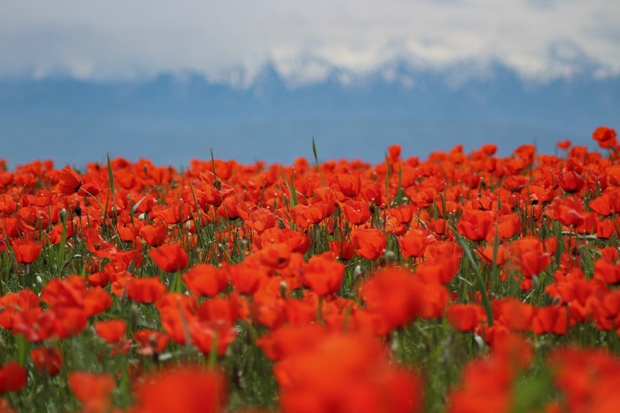 poppy fields : best day trips from almaty kazakhstan-1-min