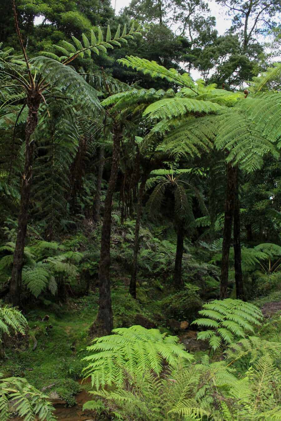 4 days in the azores - sao miguel itinerary-1-3