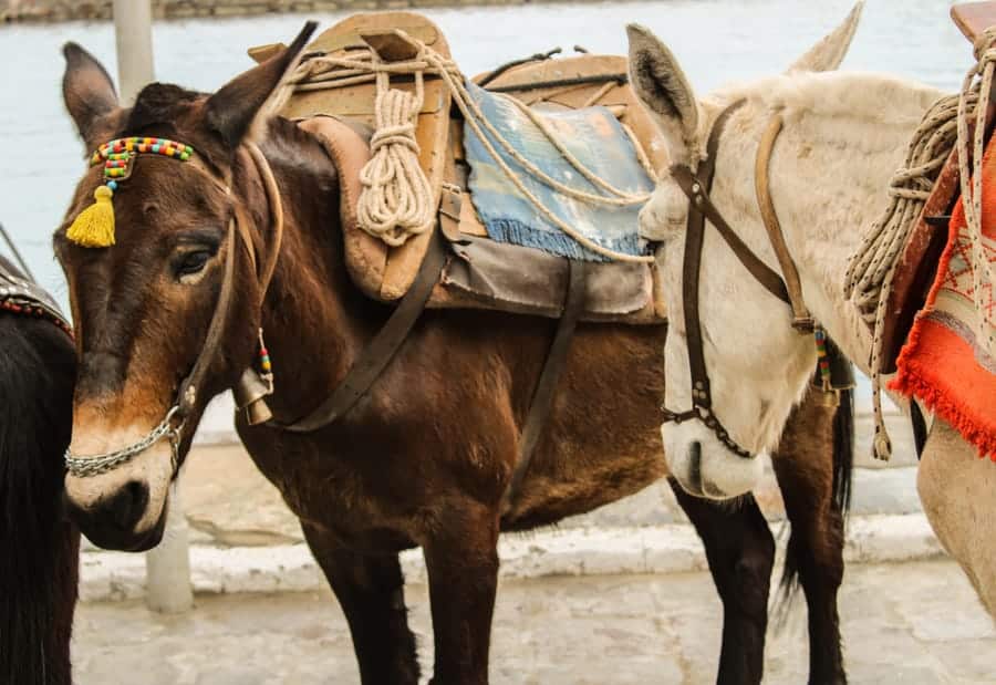 Donkeys on Hydra Greece (things to do in Hydra Island, Greece)-18
