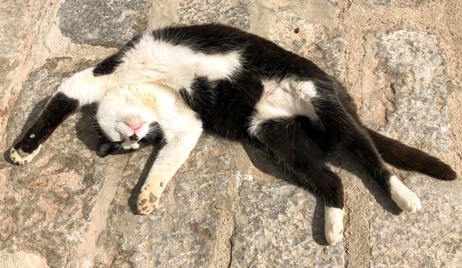Cat in Hydra Greece (things to do in Hydra Island, Greece)-40