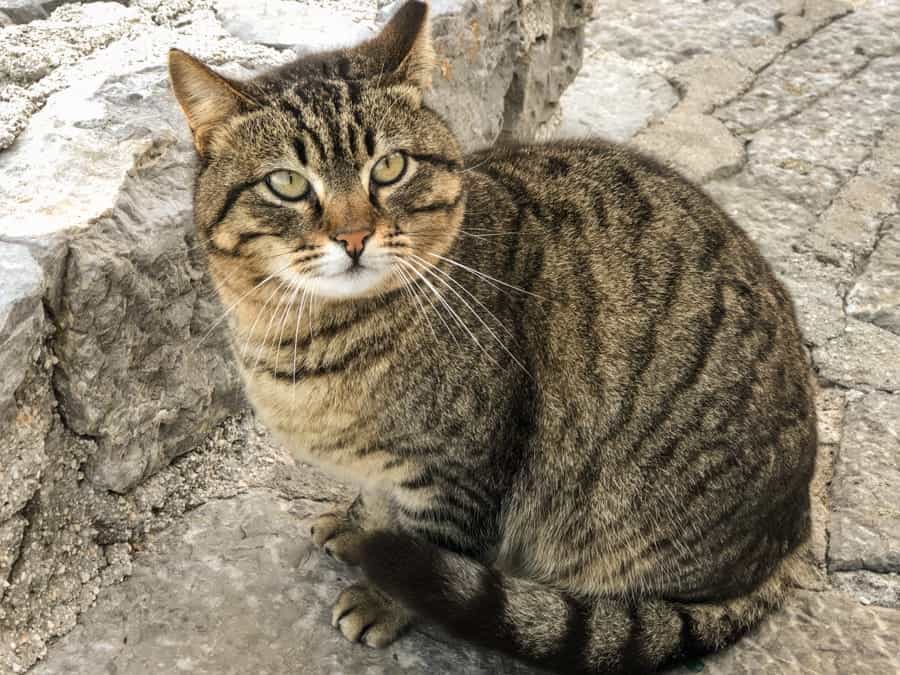 Cats on Hydra Greece (things to do in Hydra Island, Greece)-9