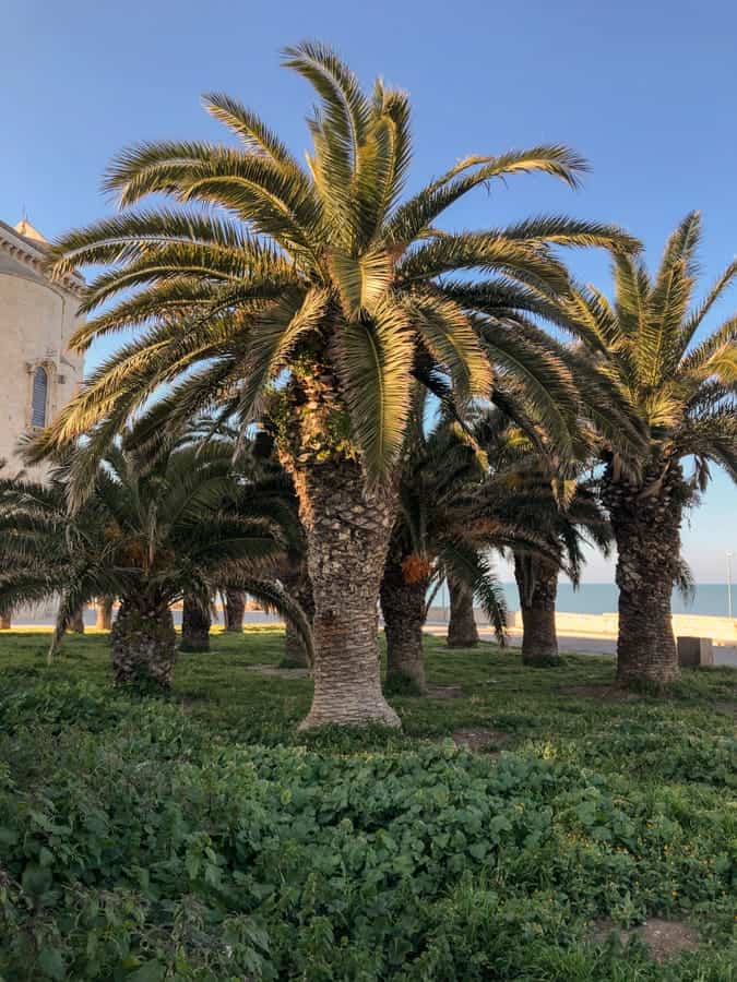 Gorgeous palm trees in Trani, Italy