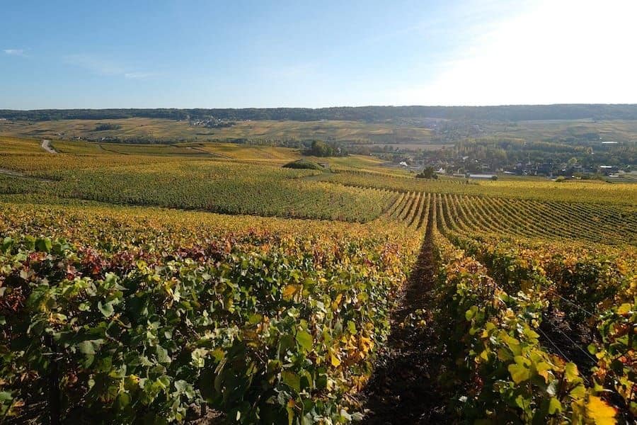 Best Champagne Tour in Reims Guide = Tastings and Tours