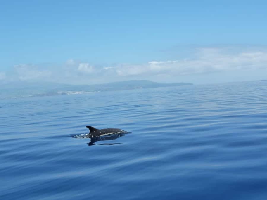 azores snorkeling guide