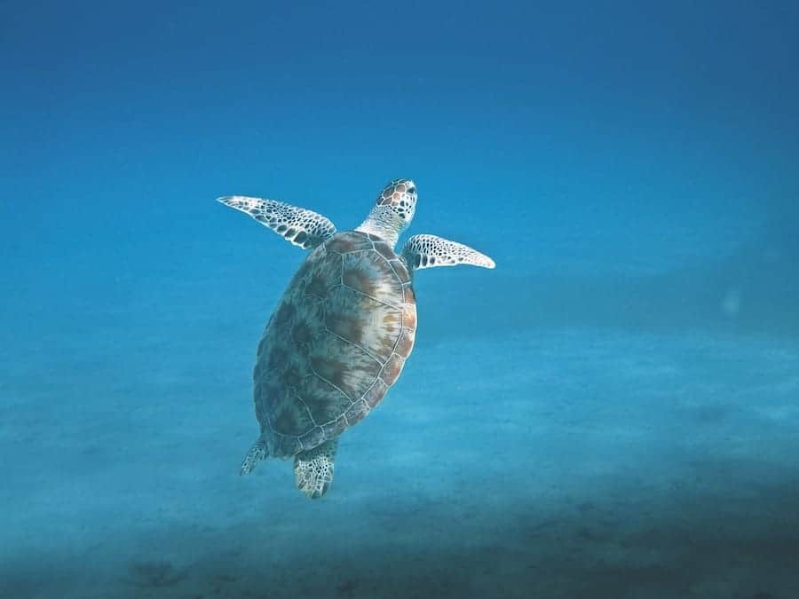 Where to go snorkeling in the Azores