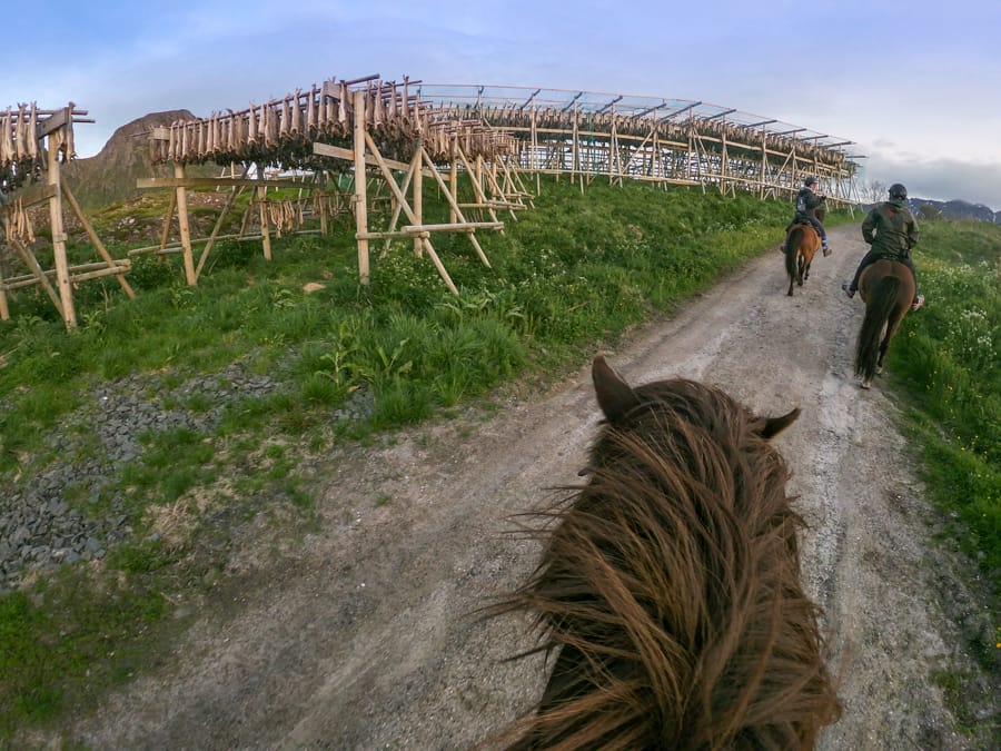 horseback riding lofoten islands