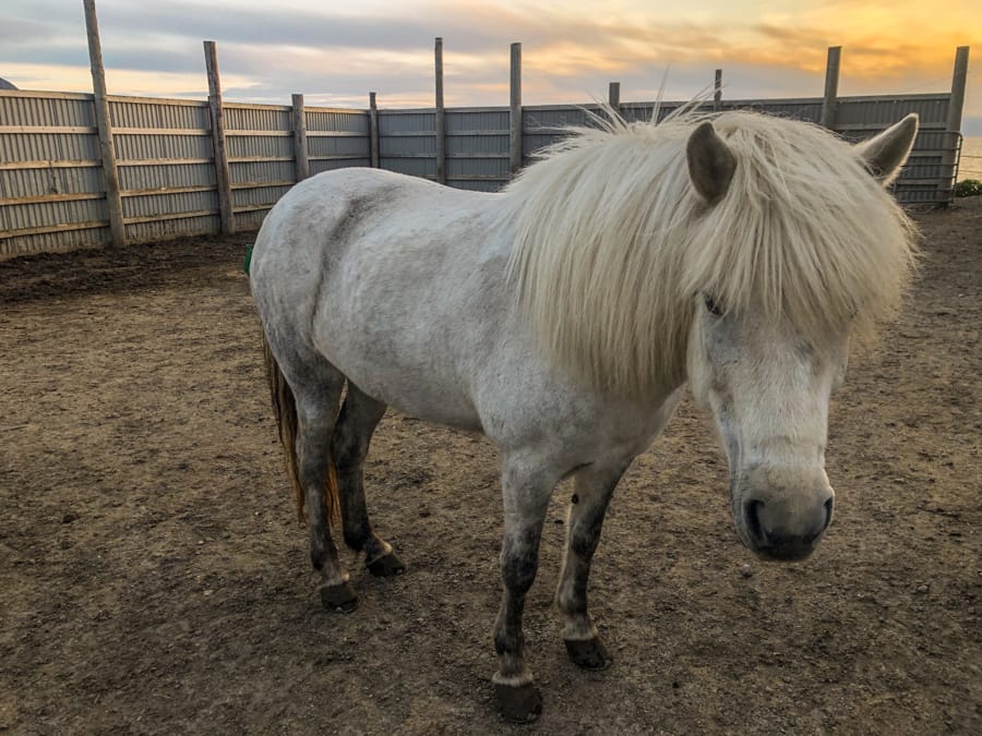 icelandic horses in norway