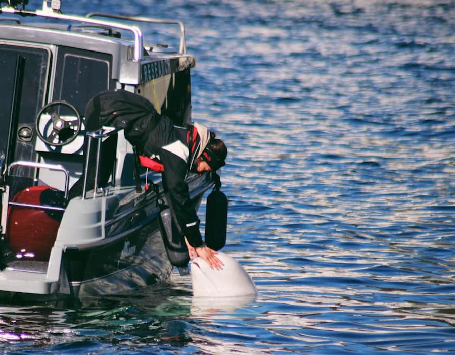 beluga whale in hammerfest, norway