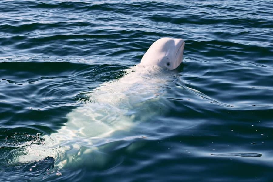 beluga whale in hammerfest, norway