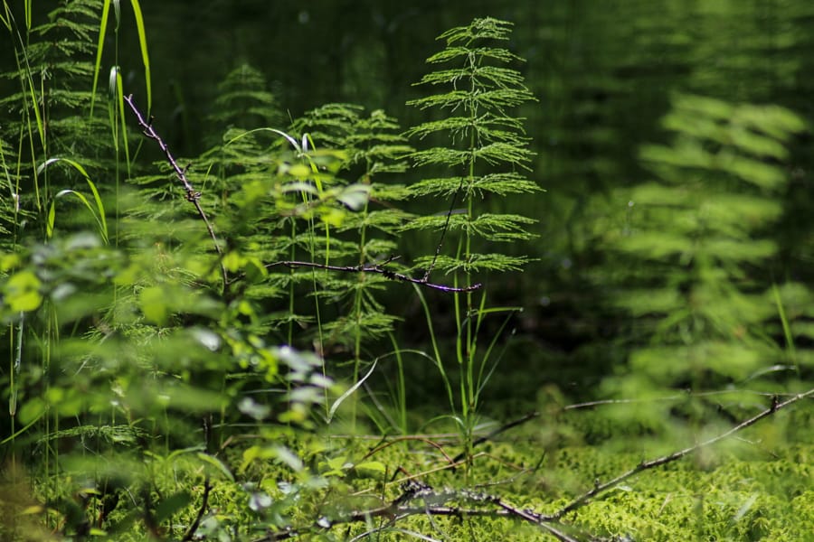 Forest in tampere, Finland