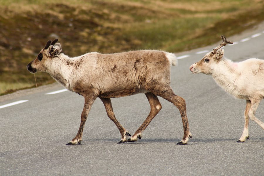 On the way to Stabbursdalen National Park in Norway from Honningsvåg and the North Cape (reindeer)