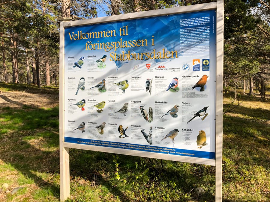 Birds at Stabbursdalen National Park in Norway from Honningsvåg and the North Cape-2
