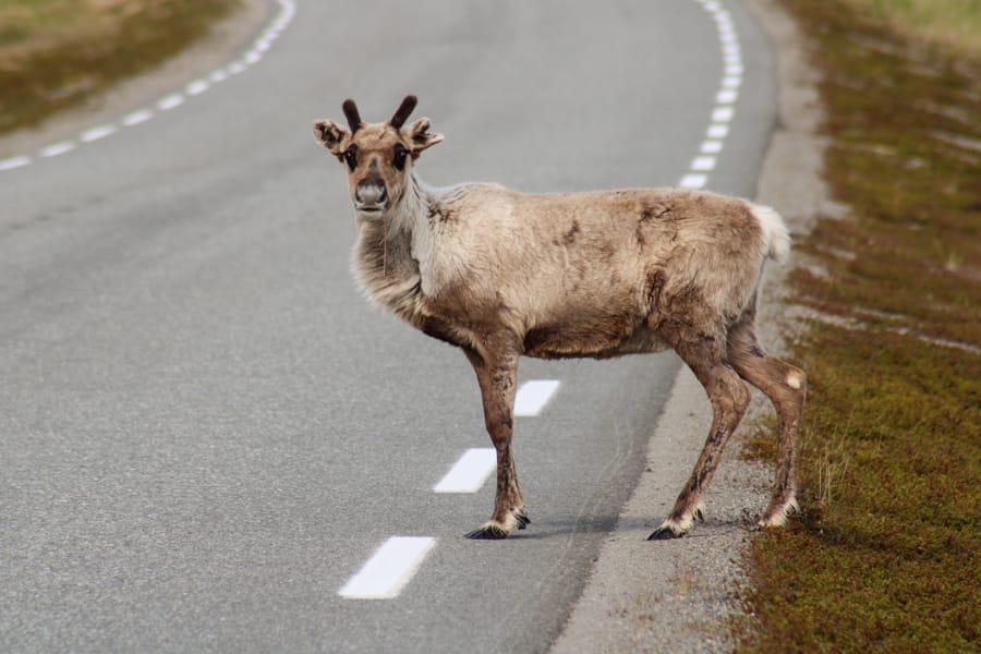 renne nordkapp-4
