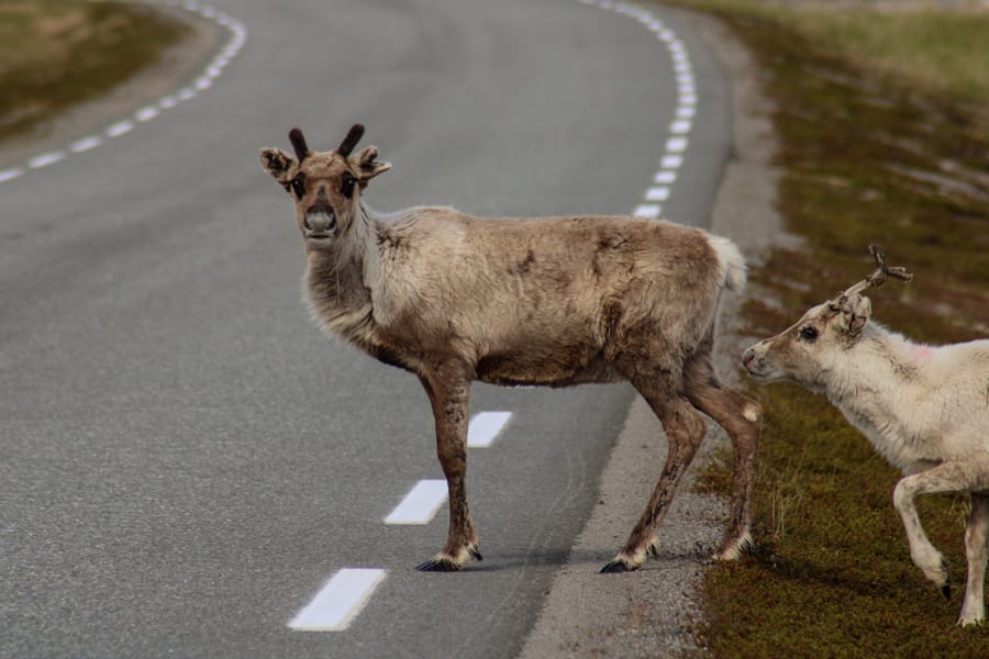 Reindeer in Honningsvåg, Norway area