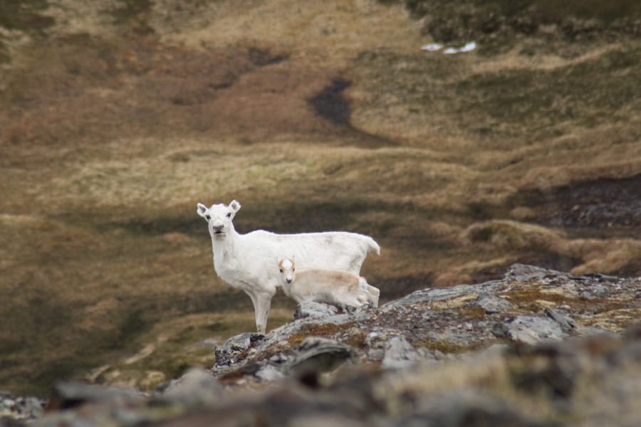 reindeer in arctic norway near honningsvag