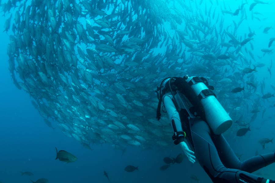 Scuba Diving in the Azores - Azores diving guide and PADI certification and qualifications