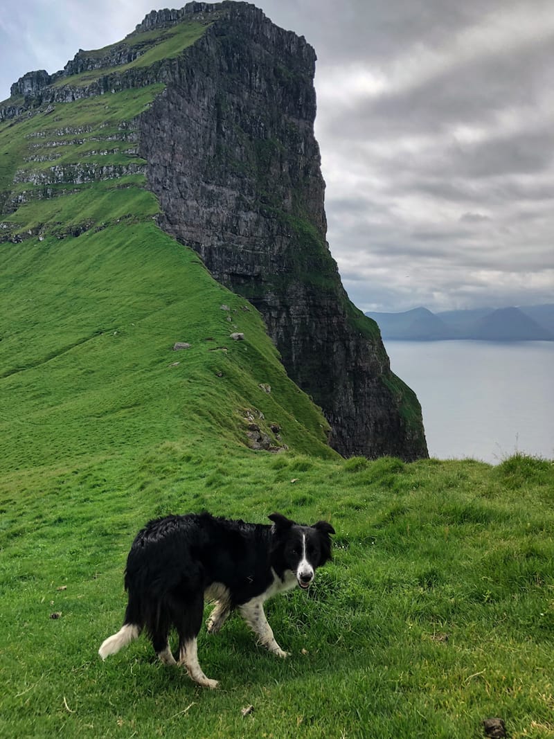 Laika on Kalsoy Kalsoy Kallur Lighthouse hike in Faroe Islands
